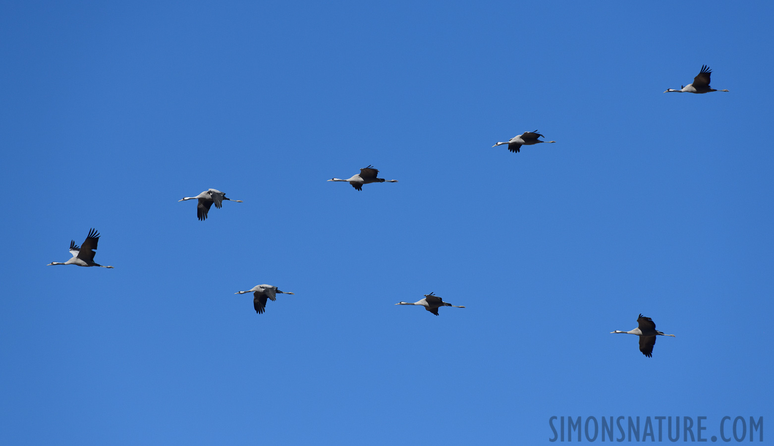 Grus grus [400 mm, 1/3200 sec at f / 8.0, ISO 800]